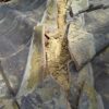 Thumbnail of post image 157