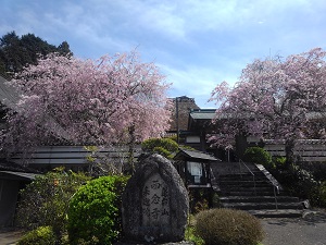 西念寺さんの枝垂れ桜