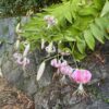Thumbnail of post image 172