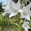 Thumbnail of post image 017